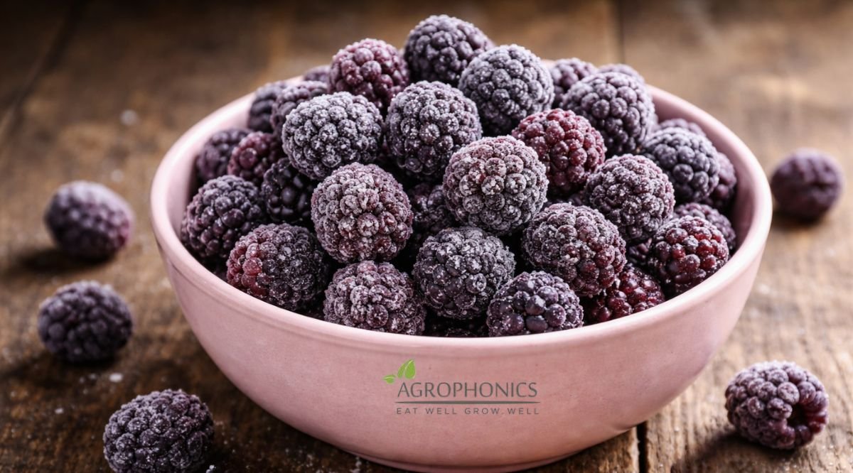 Frozen Blackberries